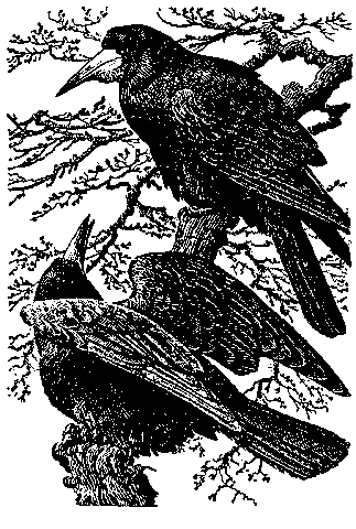 image 12k
