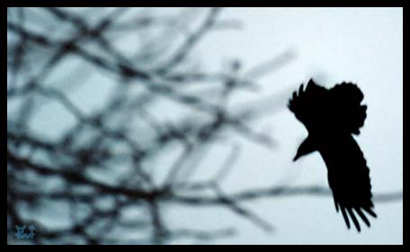 [image 15k]